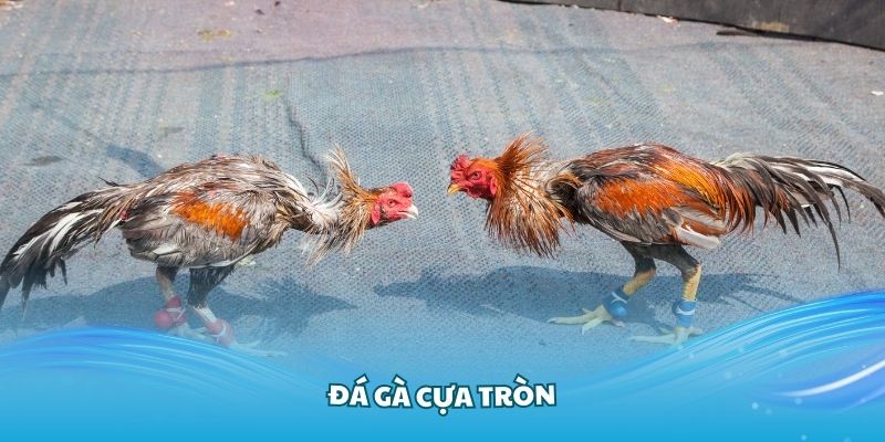 Tìm hiểu các thông tin cơ bản về hình thức đá cựa tròn