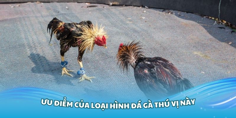 Đánh giá ưu điểm của loại hình đá gà thú vị này